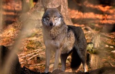 Bolzano prepara la caccia al lupo
