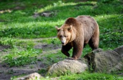 Prov. autonoma Trento, presidente Fugatti contro gli orsi che fanno gli orsi