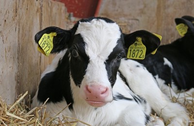 Carne coltivata, OIPA: “Una produzione che abbatterebbe fino al 96% le emissioni”
