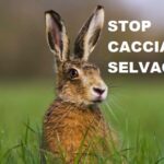 coniglio stop caccia selvaggia foto wwf