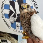 cras wwf rapace ferito