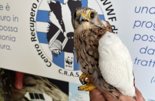 cras wwf rapace ferito